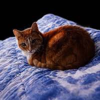 HOBBES