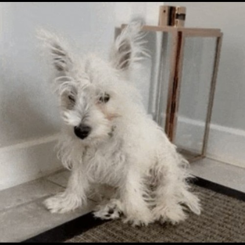 Alfie By OpenAI logo