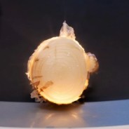 Onion