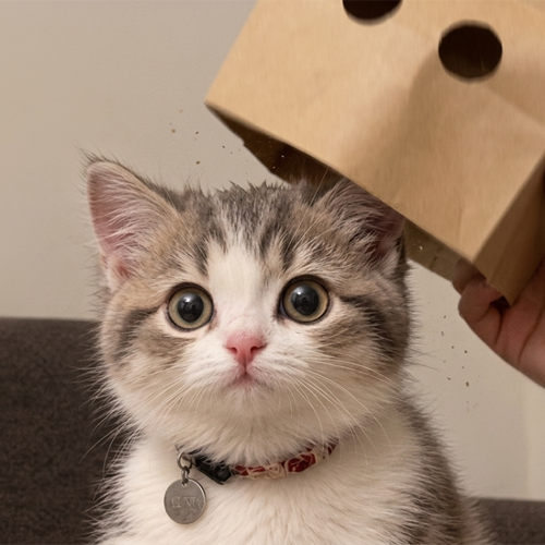iCat