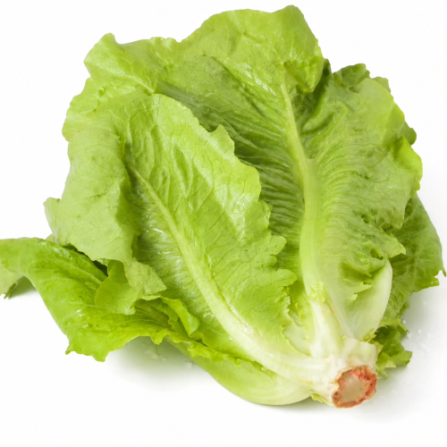 LETTUCE