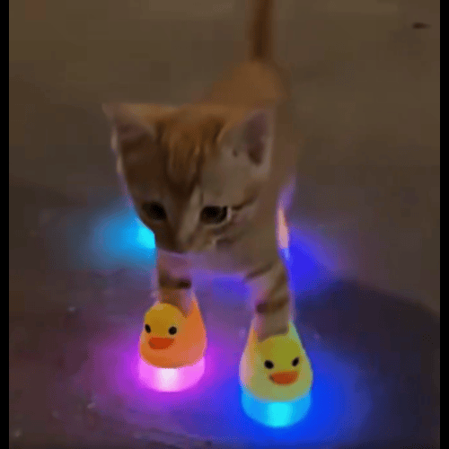 Kitten In Slippers logo