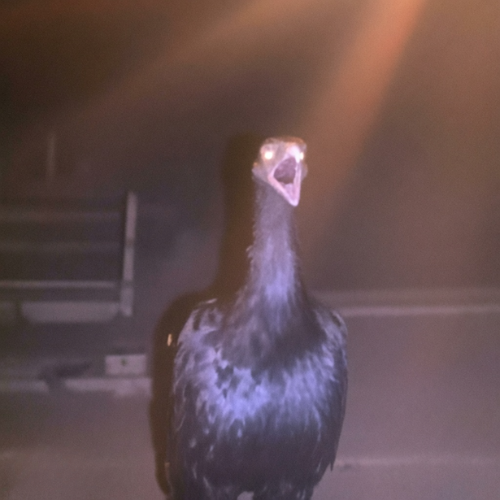 SCREMU