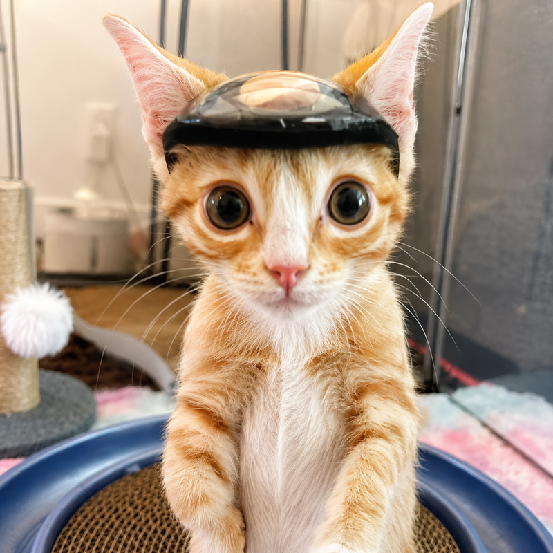 The Helmet Cat logo