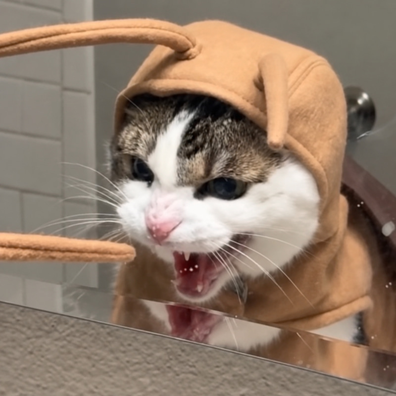 Meowtob