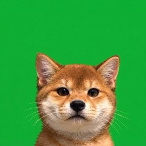 CatInu