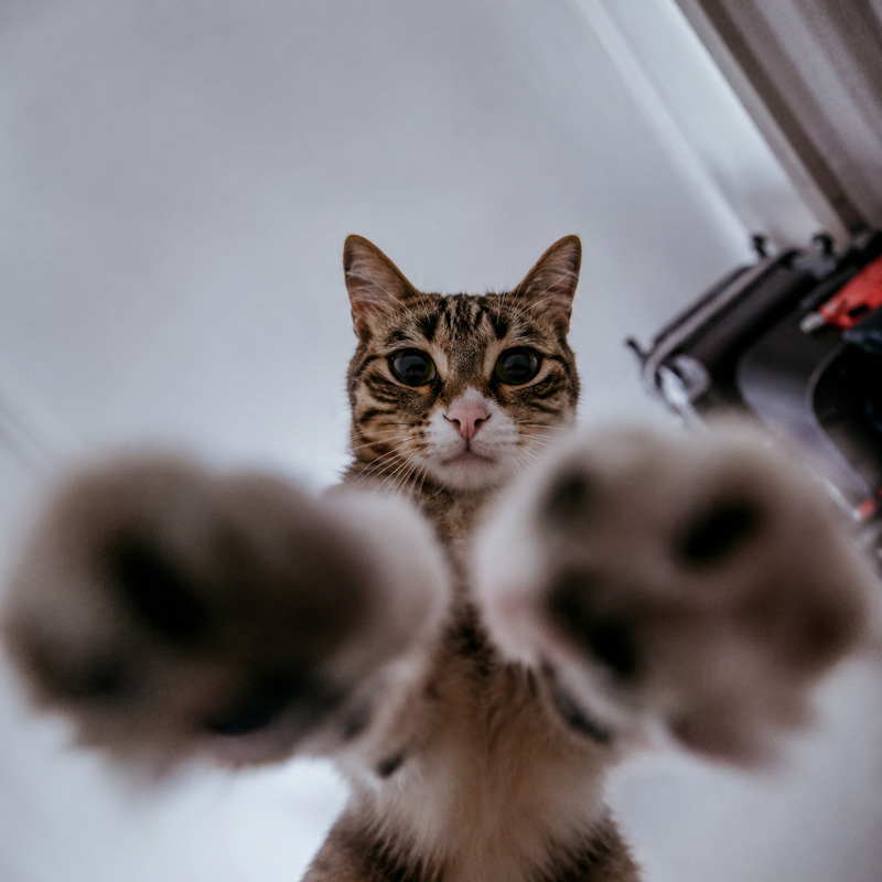 POVCAT