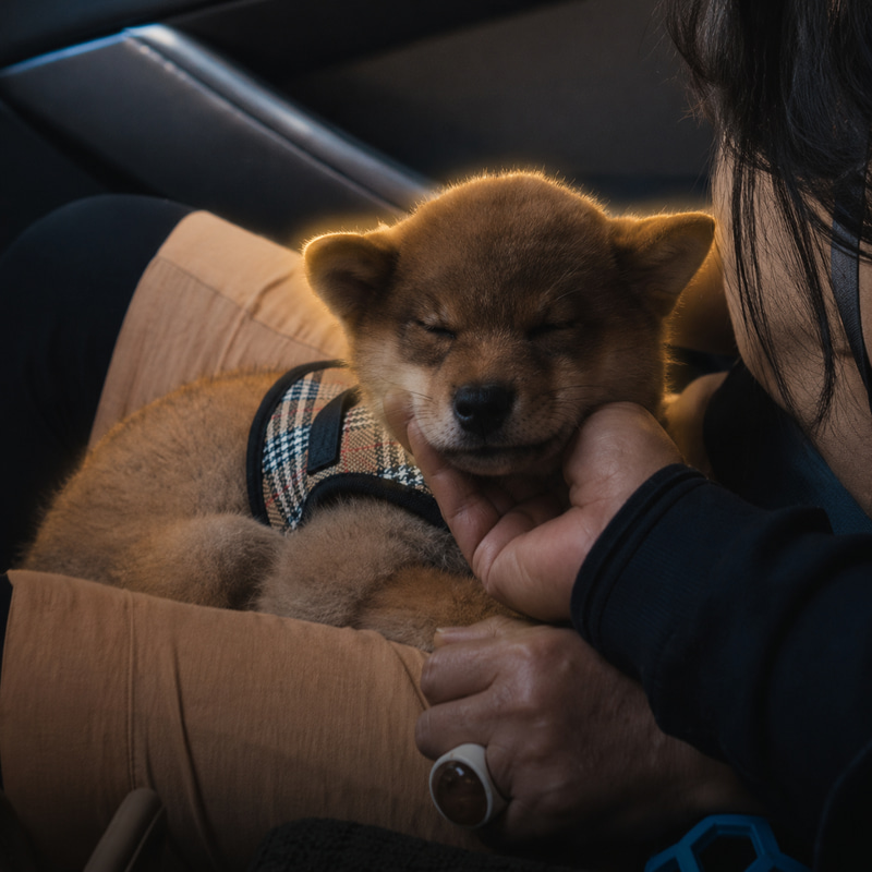 FLOKI