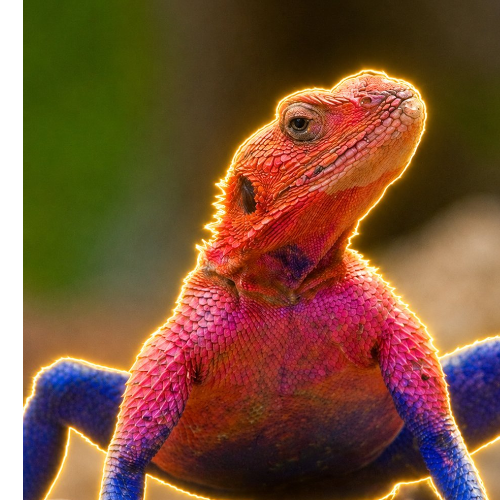 Agama
