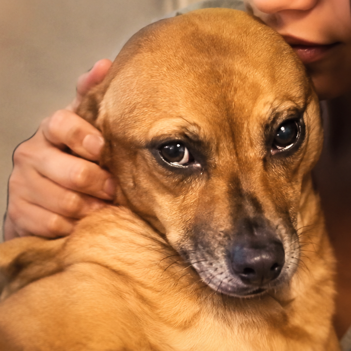 Sad Dog logo