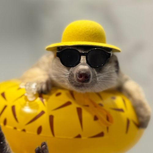 Timon The Meerkat logo
