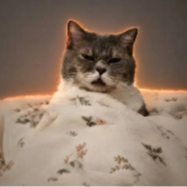 Gooncat logo