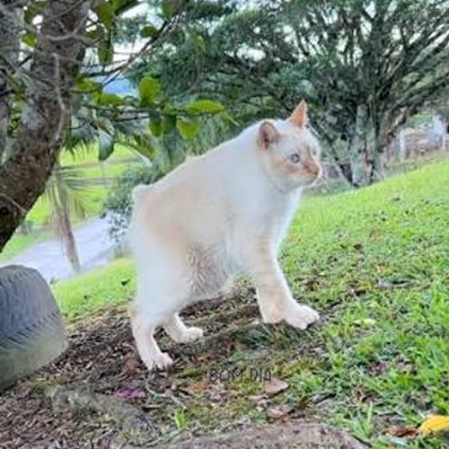 Neném The Cat logo