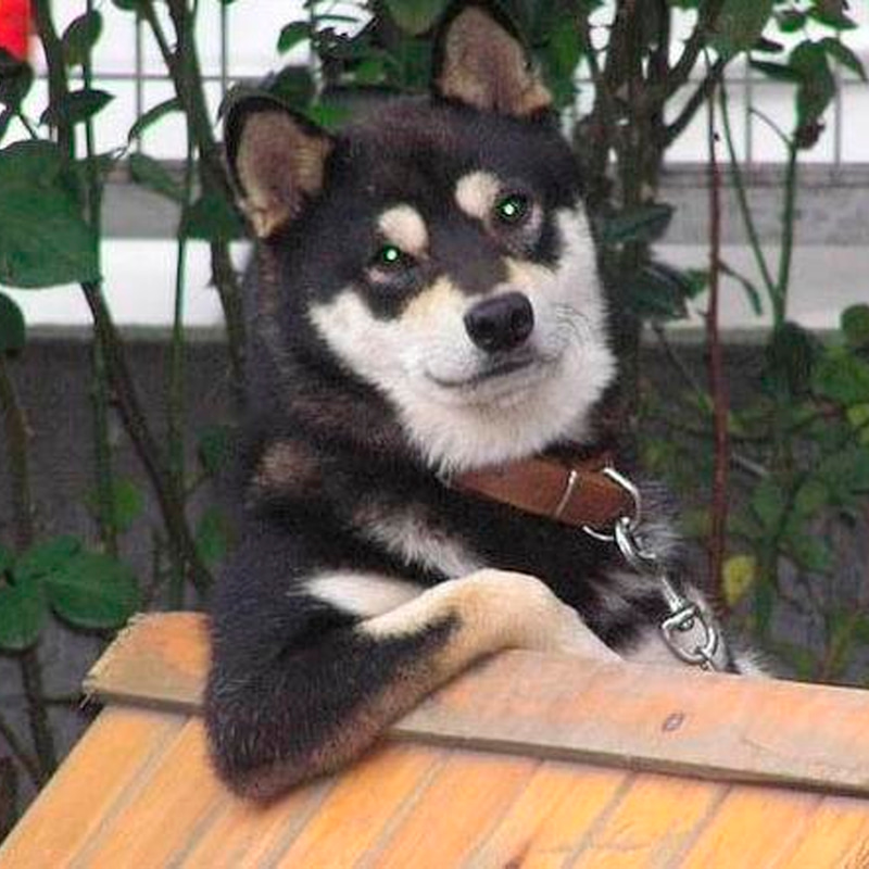 Cooldog