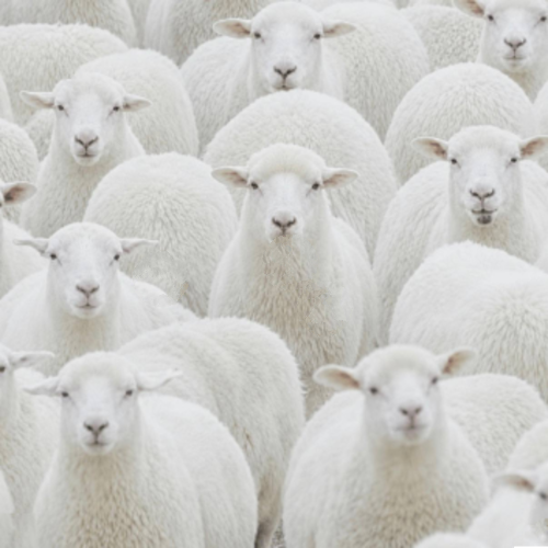 Sheep