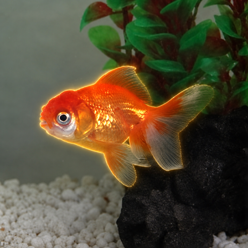 Fredrick