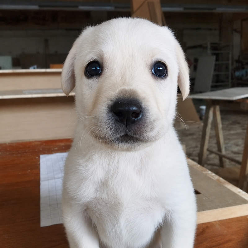 PTSD Puppy logo