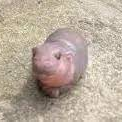 pippo