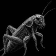 Cricket