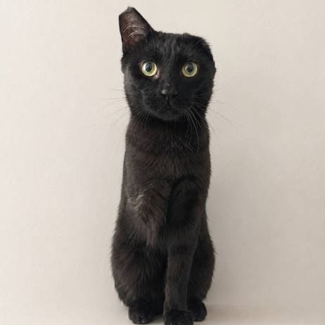 The Tripod Cat logo