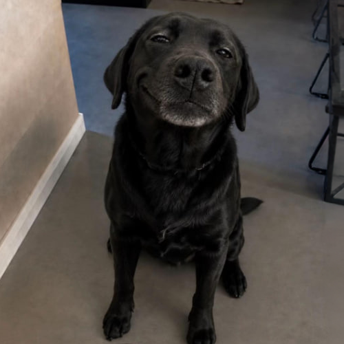 The Smirk Dog logo