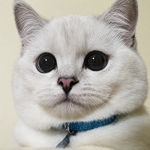 Mr. White