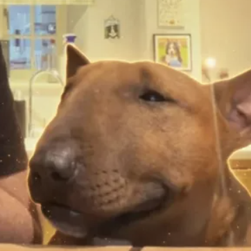 The PS2 Dog logo