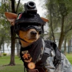 Comando