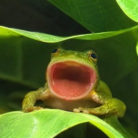 popfrog