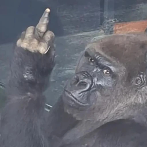 APE