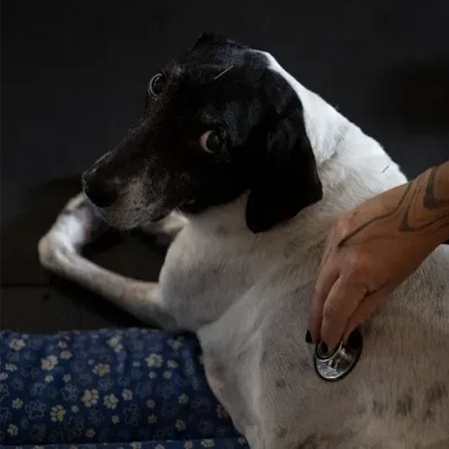 The Cancer Vaccine Dog logo