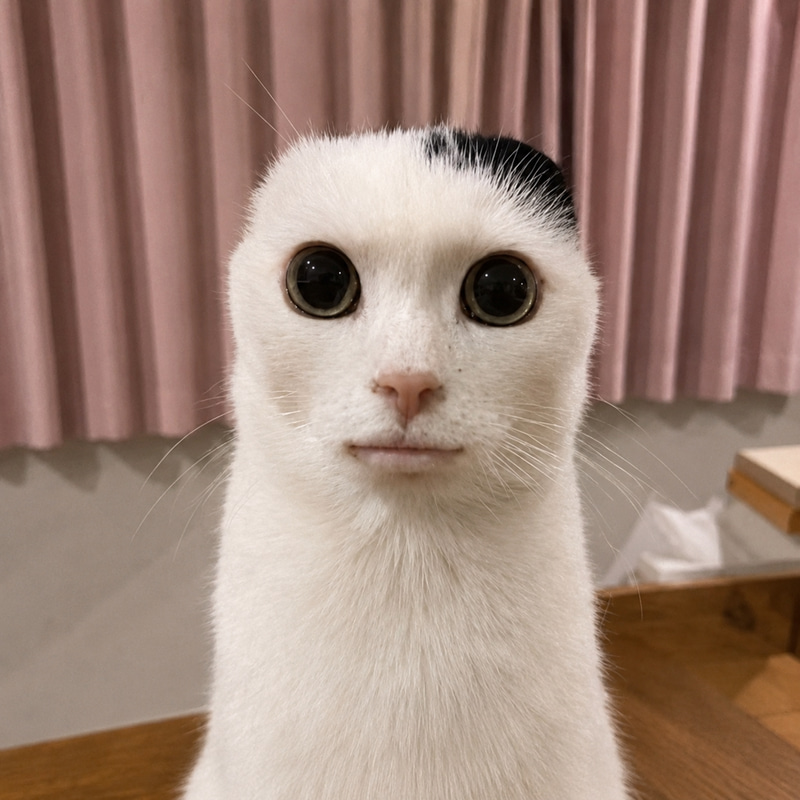 slopcat 