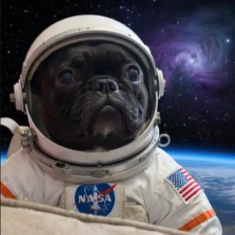 SPACEDOG logo