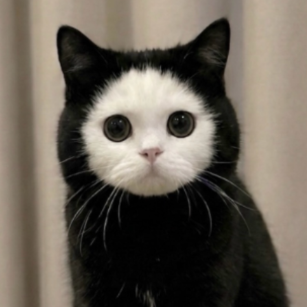 Mochi