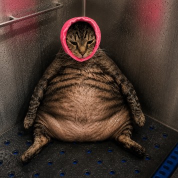 Chud Cat logo