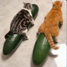 Melons 