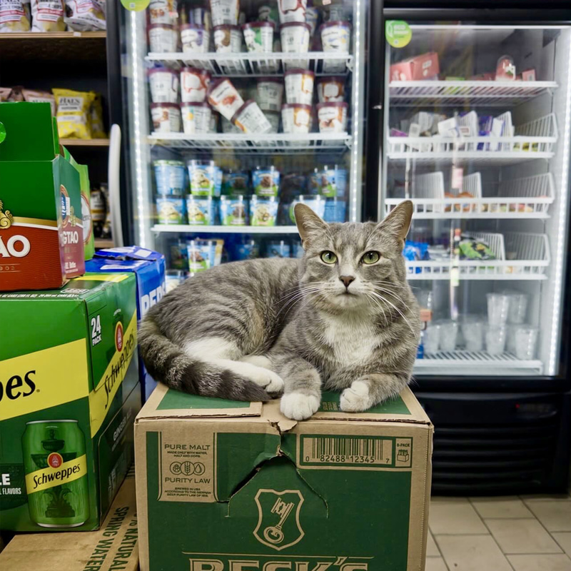 Bodega Cat logo