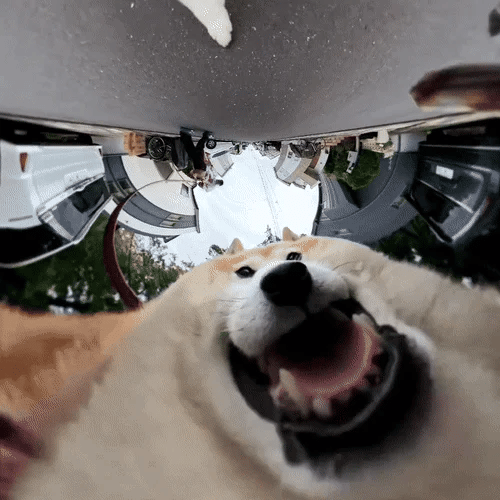POV Dog logo