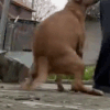 TWERKDOG 