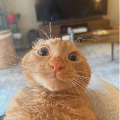 SIMBA