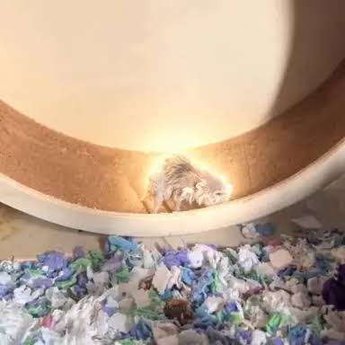 The Determined Hamster logo