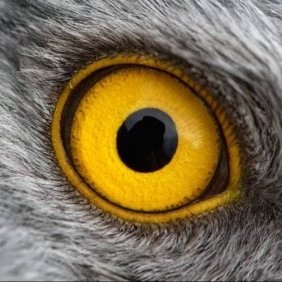 Birde