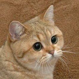 StareCat