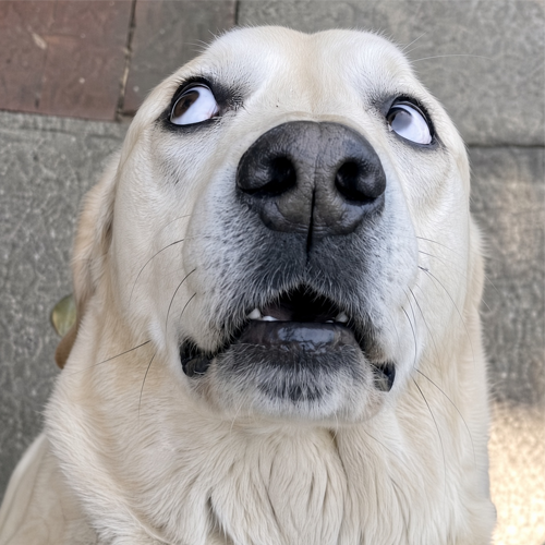 The Spooked Dog logo