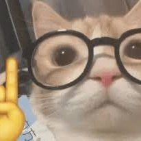 Kitty