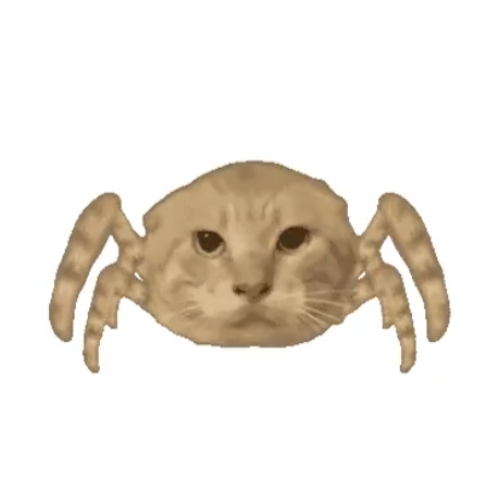 spidercat