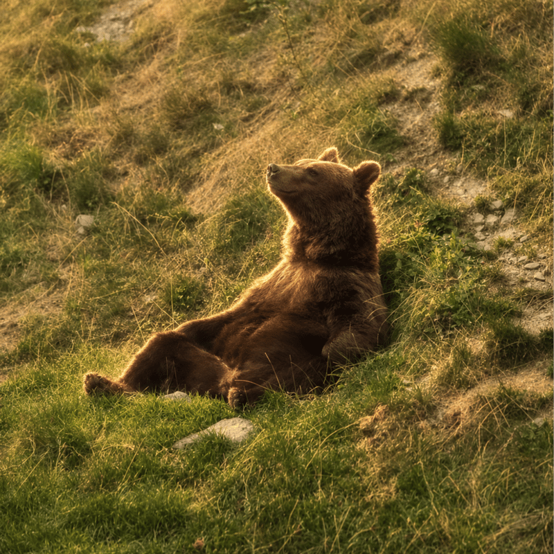 chillbear
