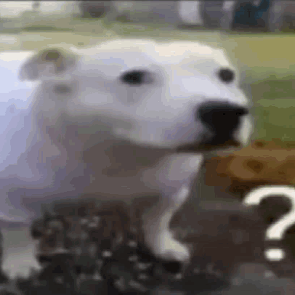 Moo