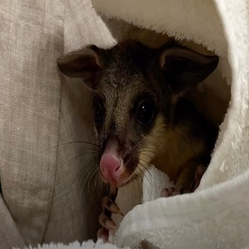 BABY POSSUM logo