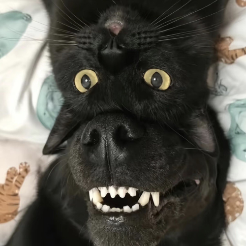 meowf